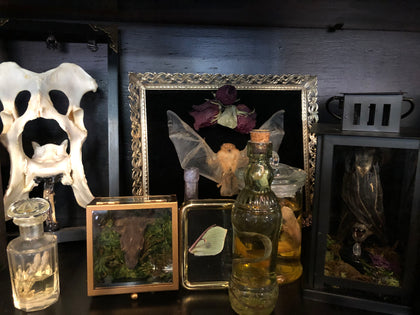 TAXIDERMY & WET SPECIMENS